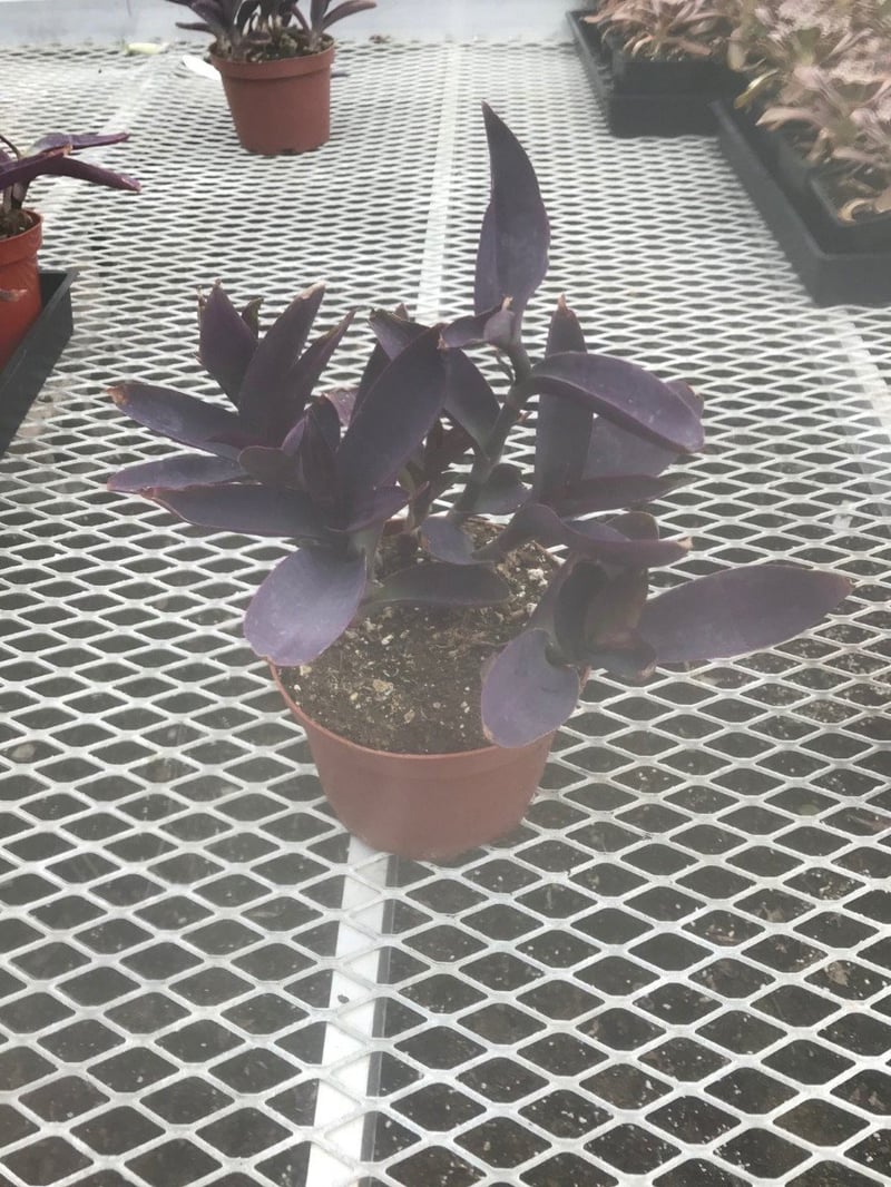 Photo for Tradescantia pallida 'Purpurea' (Purple Heart, Purple Queen)