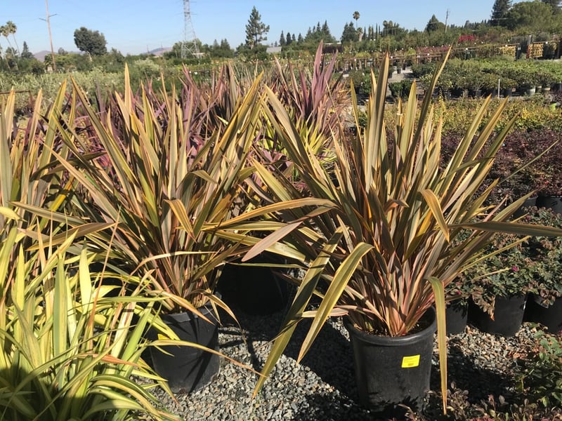Photo for Phormium 'Sundowner' (Sundowner New Zealand Flax)