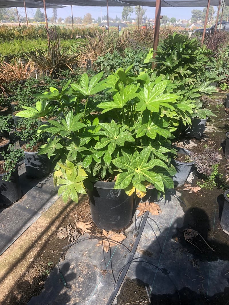 Photo for Fatsia japonica (Japanese Aralia, Paper Plant)