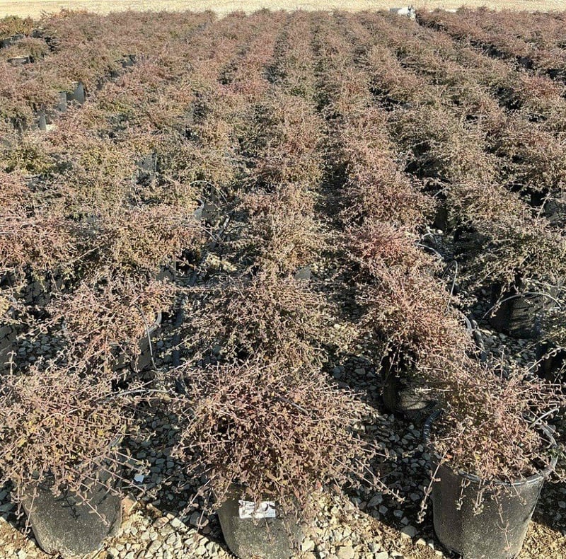 Photo for Cistus salvifolius (Sageleaf Rockrose)