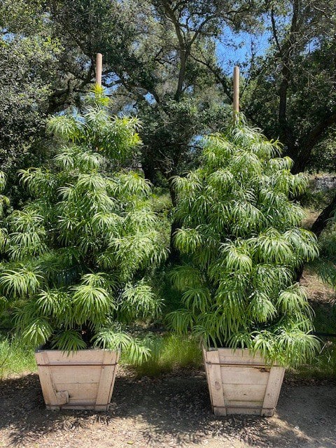 Photo for Podocarpus henkelii (Long Leafed Yellowwood)
