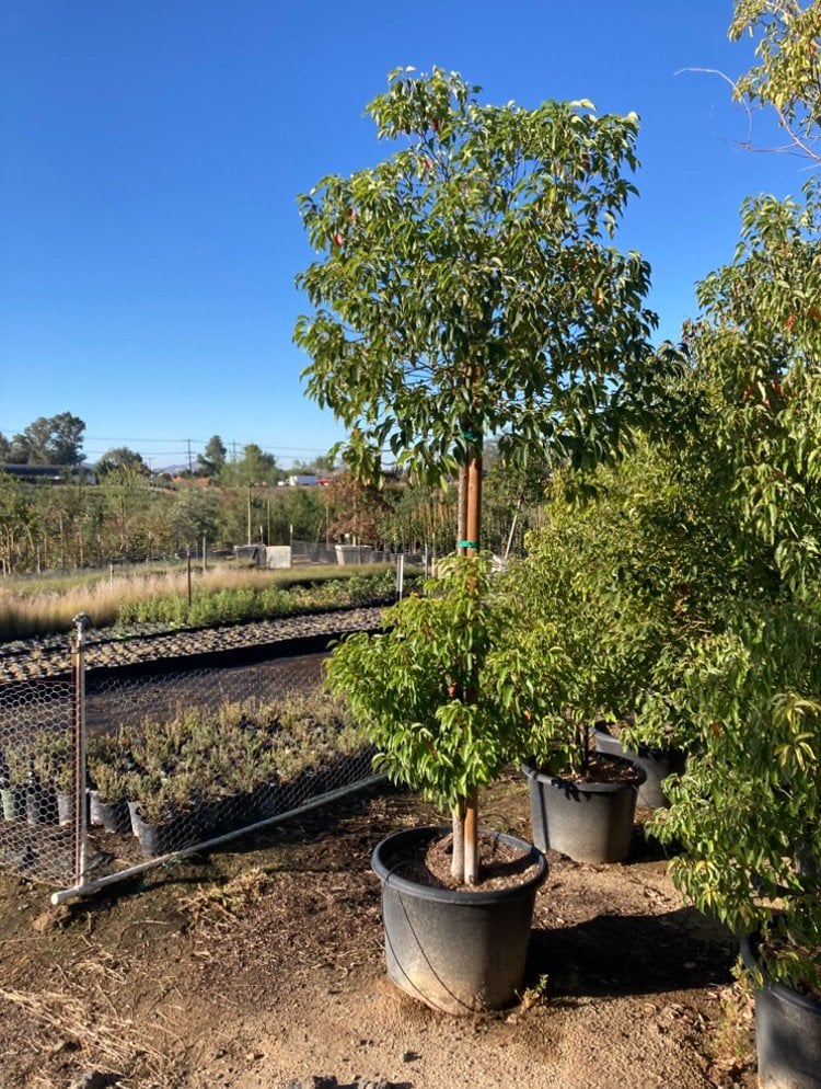 Photo for Cinnamomum camphora (Camphor Tree)