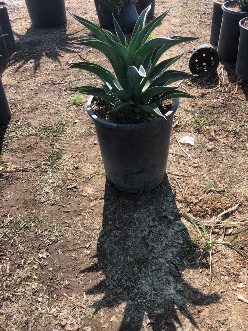 Photo for Agave desmetiana (Smooth Agave)