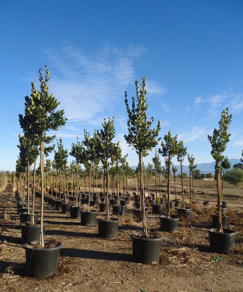 Photo for Laurus nobilis 'Saratoga' (Standard) (Saratoga Bay Laurel)