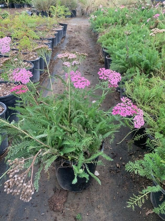 Photo for Achillea 'Summer Pastels' ('Summer Pastels' Yarrow)