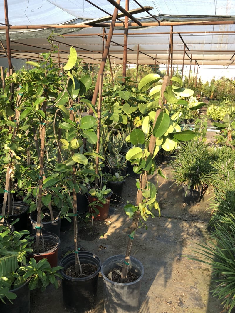 Photo for Stephanotis floribunda (Madagascar Jasmine)