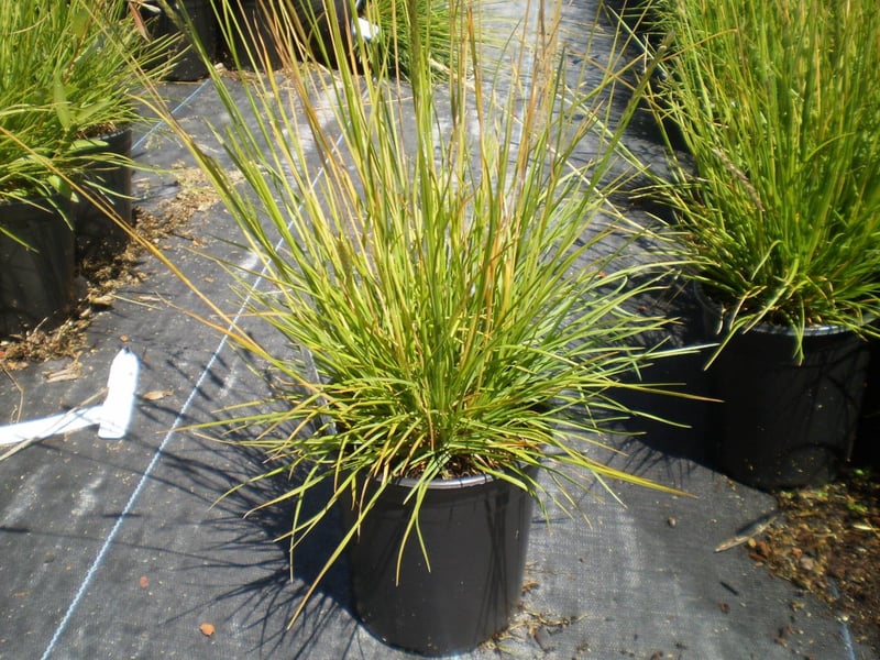 Photo for Sesleria autumnalis (Autumn Moor Grass)