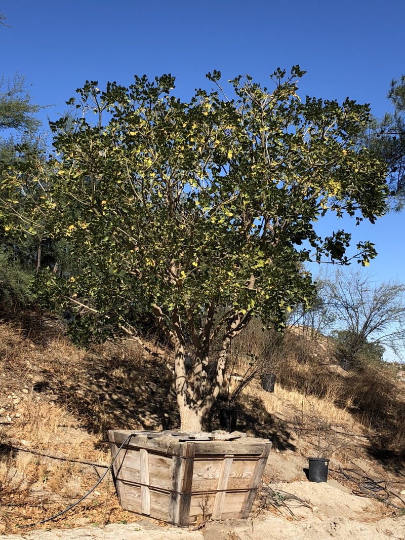 Photo for Erythrina caffra (Coast Coral Tree)