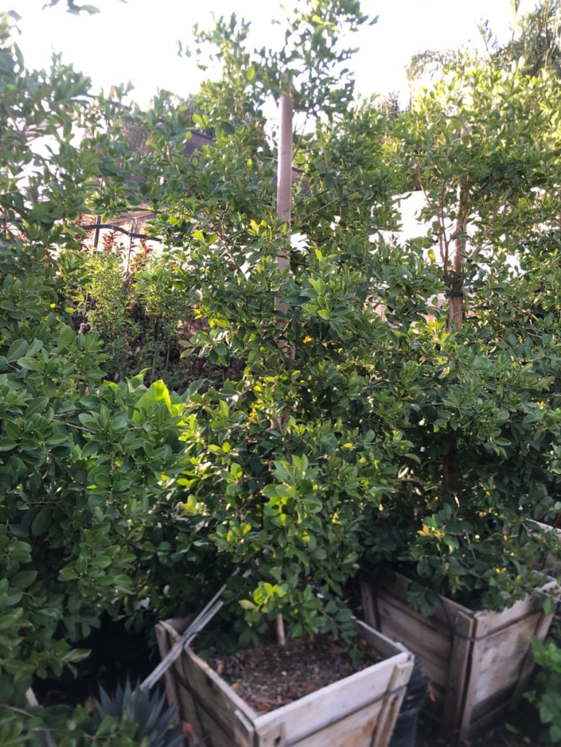 Photo for Psidium littorale (Strawberry Guava)