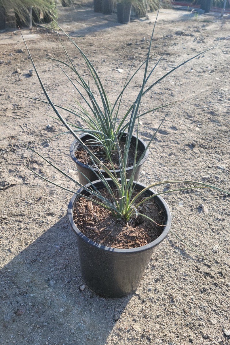 Photo for Hesperaloe parviflora 'Yellow' (Yellow Yucca, Texas Yellow Yucca)