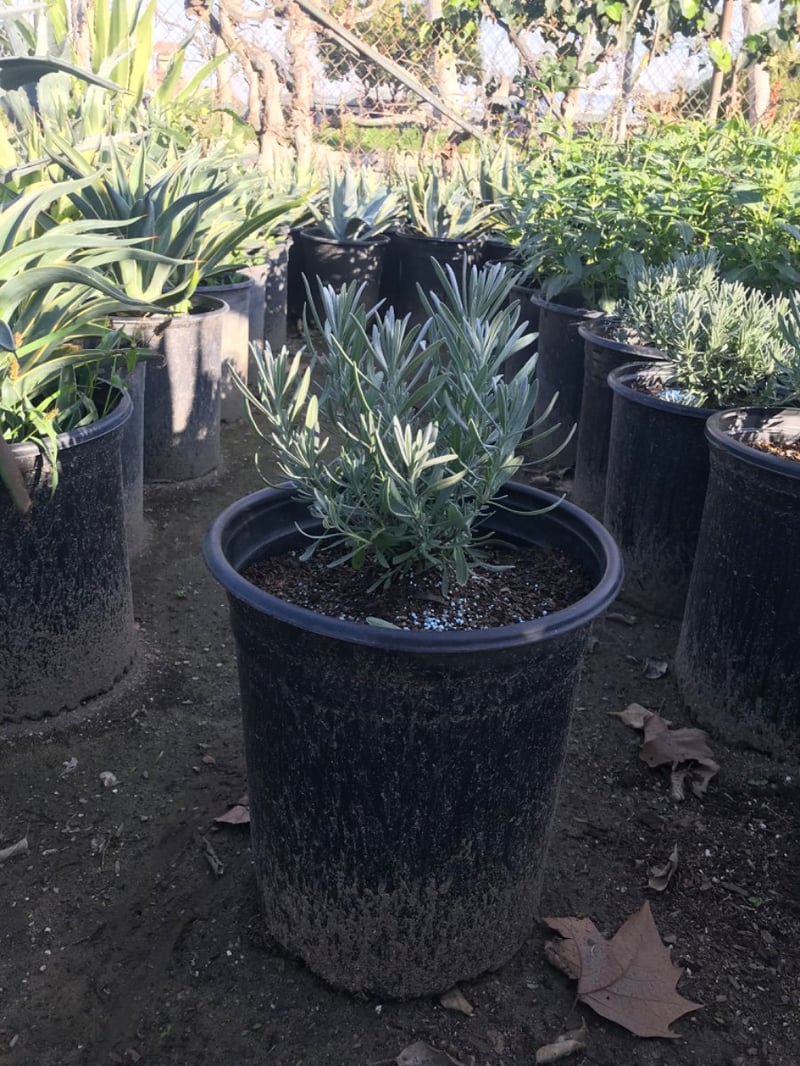 Photo for Lavandula x intermedia 'Provence' (Provence French Lavender)