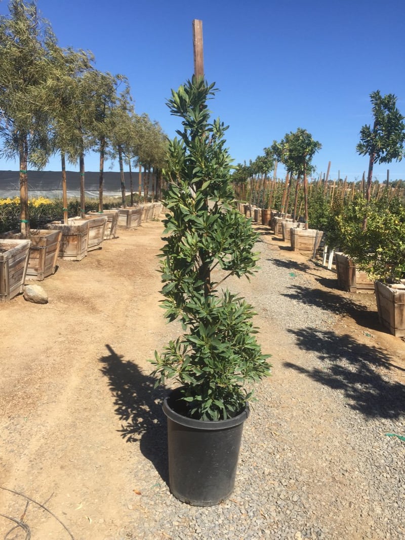 Photo for Elaeocarpus decipiens (Japanese Blueberry Tree)