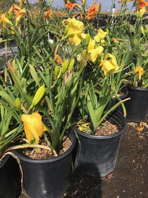 Photo for Hemerocallis hybrid 'Yellow' (Yellow Daylily)
