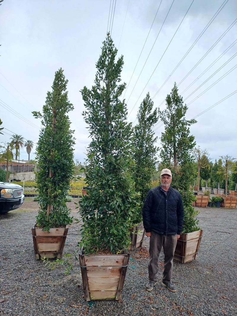 Photo for Ficus microcarpa nitida (Column) (Indian Laurel)