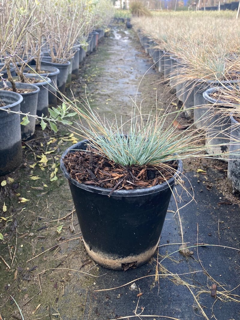 Photo for Festuca glauca (Blue Fescue)