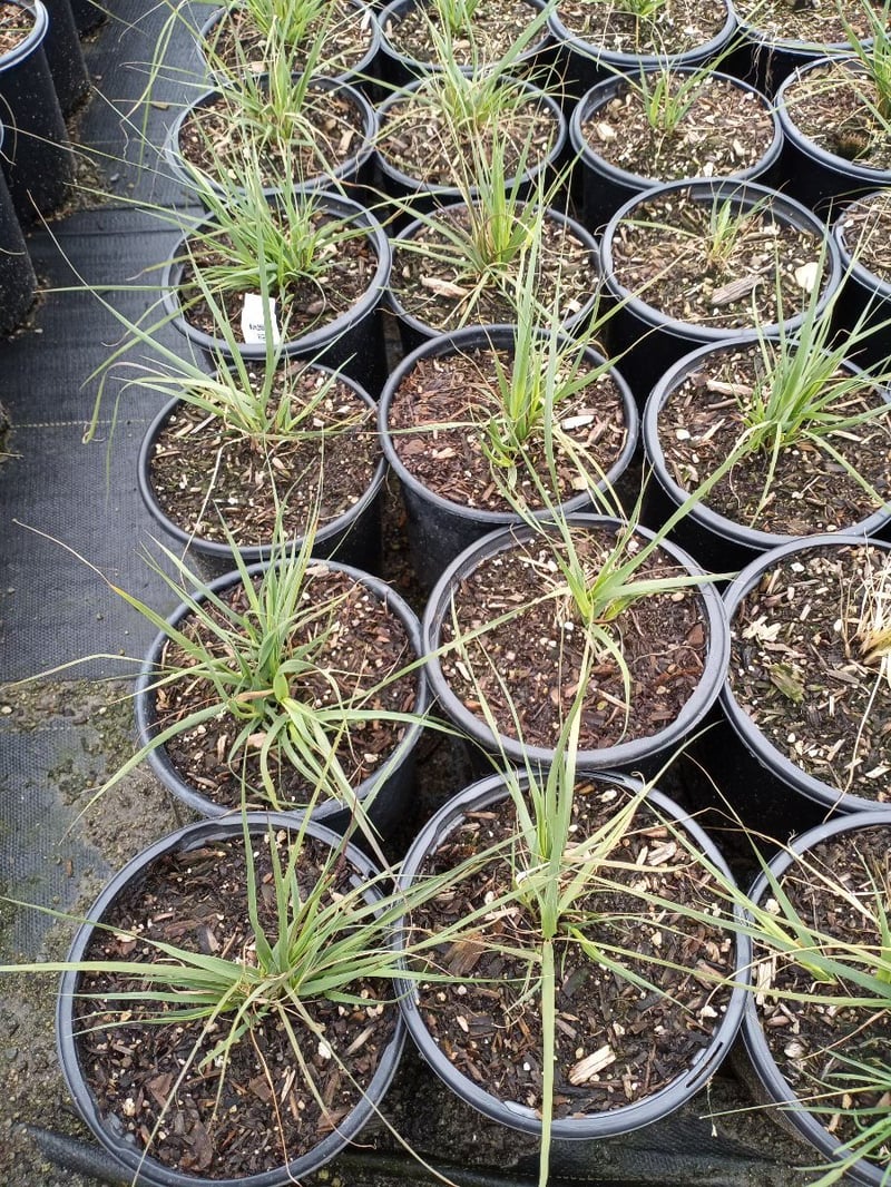 Photo for Muhlenbergia rigens (Deer Grass)