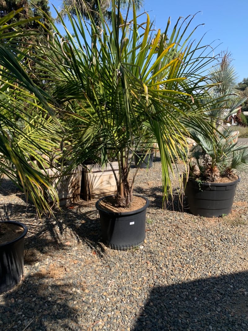 Photo for Beccariophoenix alfredii (High Plateau Coconut Palm)