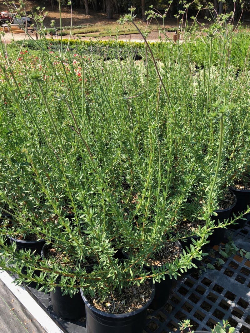 Photo for Eriogonum fasciculatum (California Buckwheat)