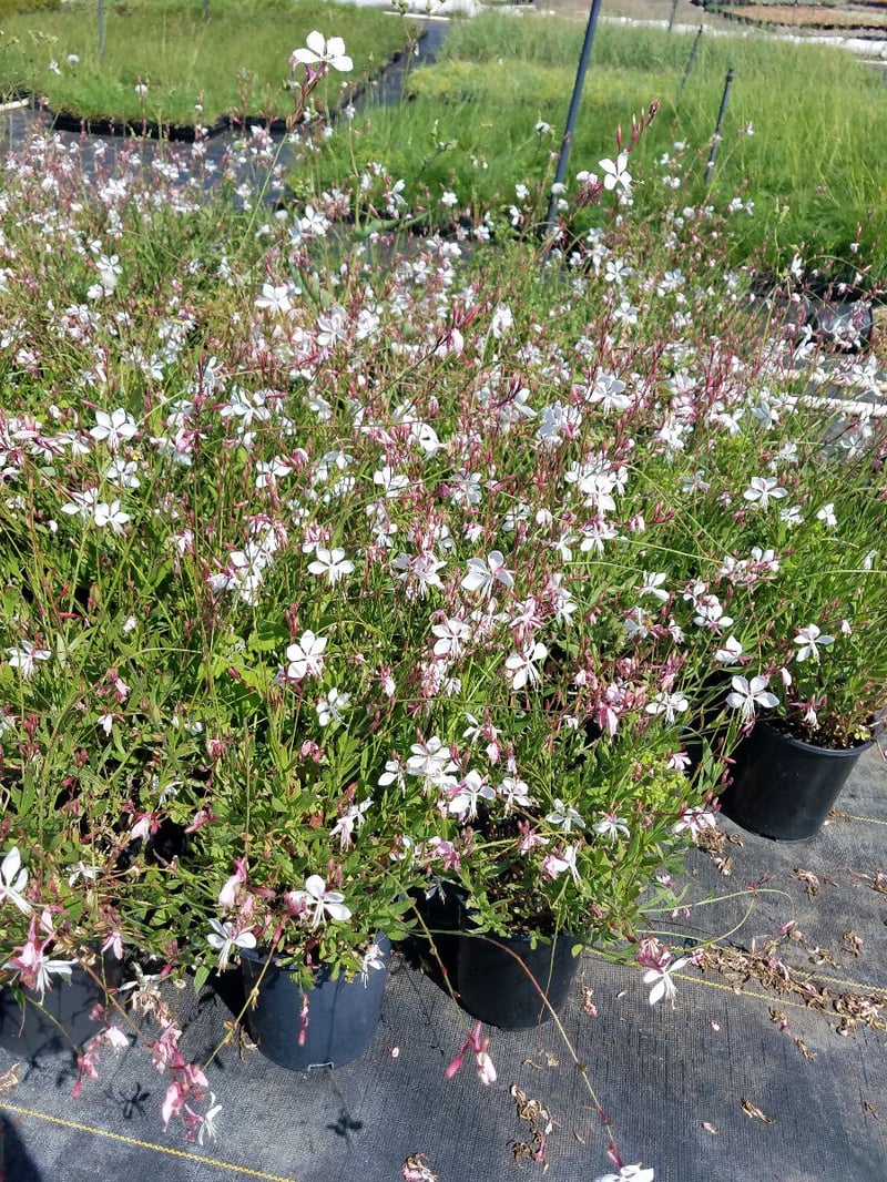 Photo for Gaura lindheimerii 'Whirling Butterflies' (Whirling Butterflies Gaura)
