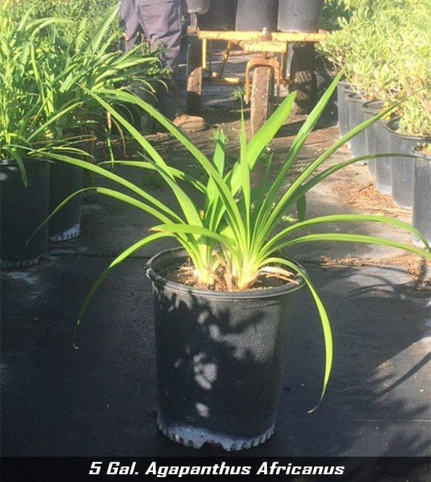 Photo for Agapanthus africanus (Lily of the Nile)