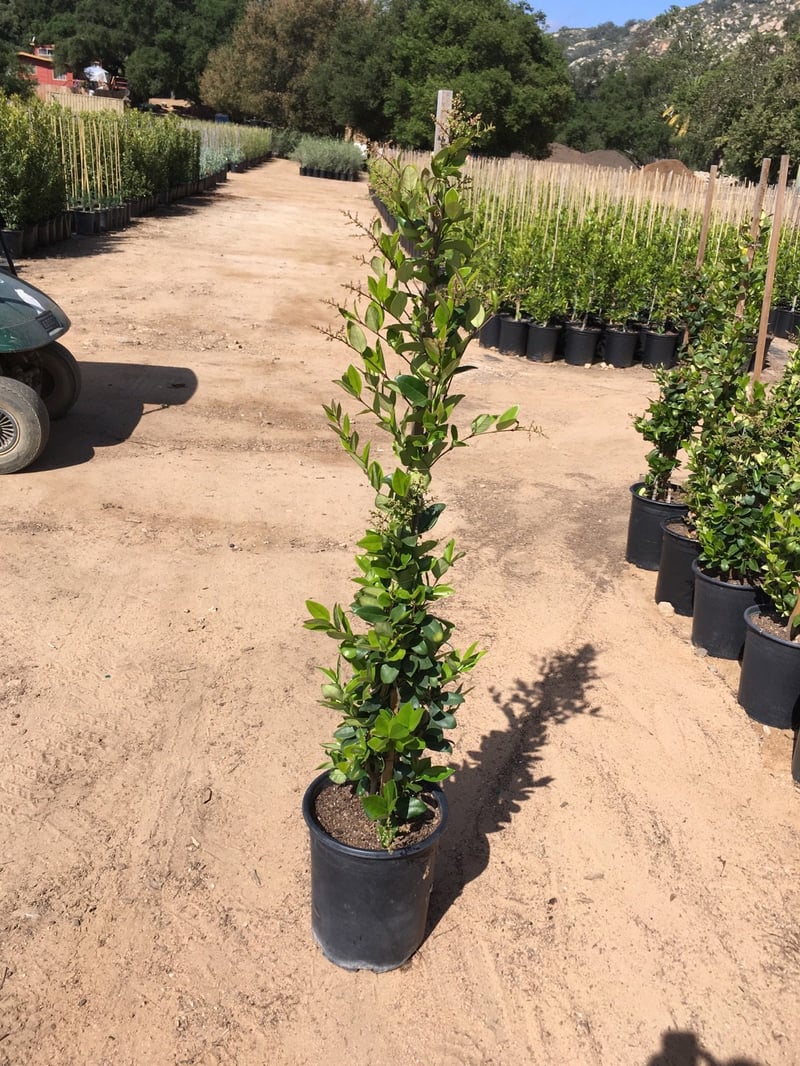 Photo for Ficus pumila (Vine) (Creeping Fig Ficus)