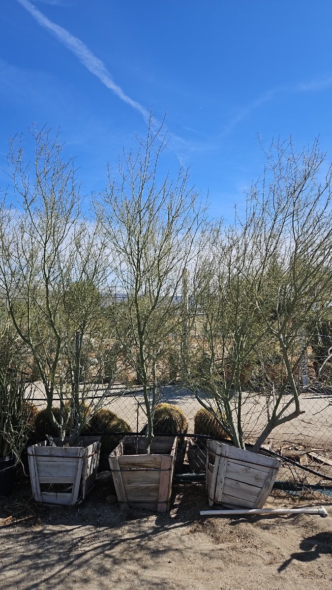 Photo for Parkinsonia 'Desert Museum' (Standard) (Desert Museum Palo Verde)
