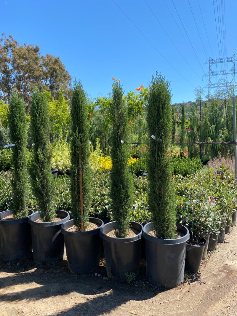 Photo for Cupressus sempervirens 'Compacta' (Dwarf Italian Cypress)