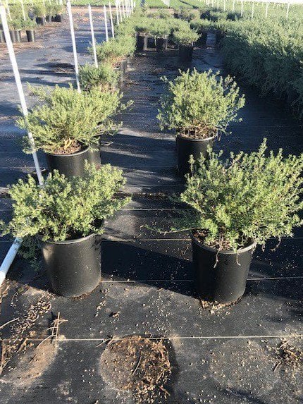 Photo for Westringia fruticosa 'Blue Gem' (Blue Gem Coast Rosemary)