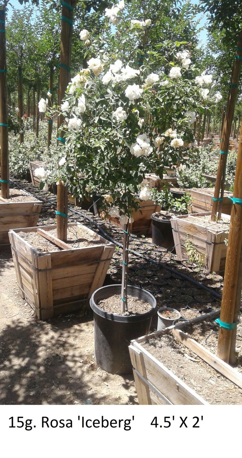 Photo for Rosa iceberg 'White' (Standard) (White Iceberg Rose (Tree Form))