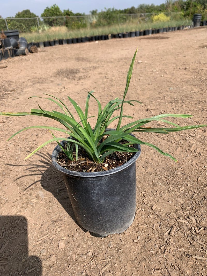 Photo for Hemerocallis x 'Stella de Oro' (Stella De Oro Dwarf Daylily)