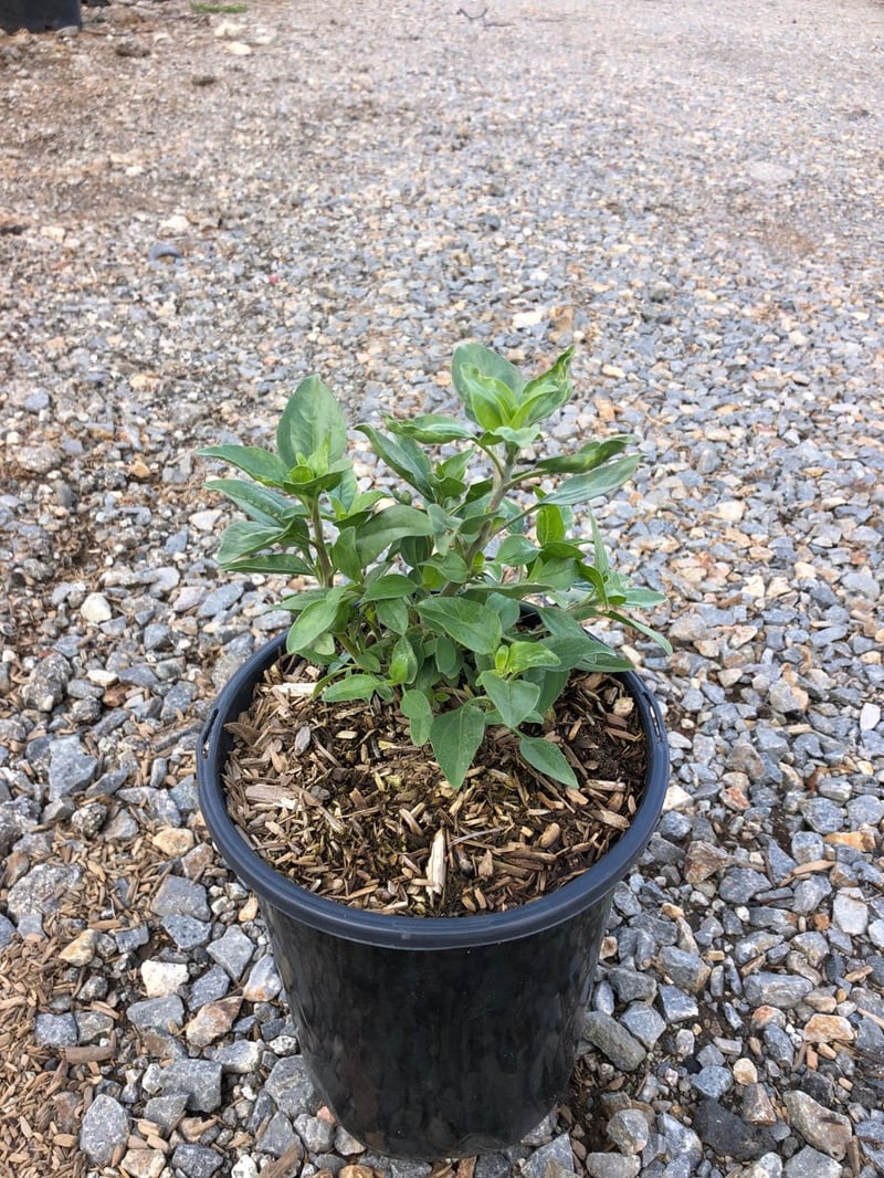 Photo for Encelia californica (Coast Sunflower)