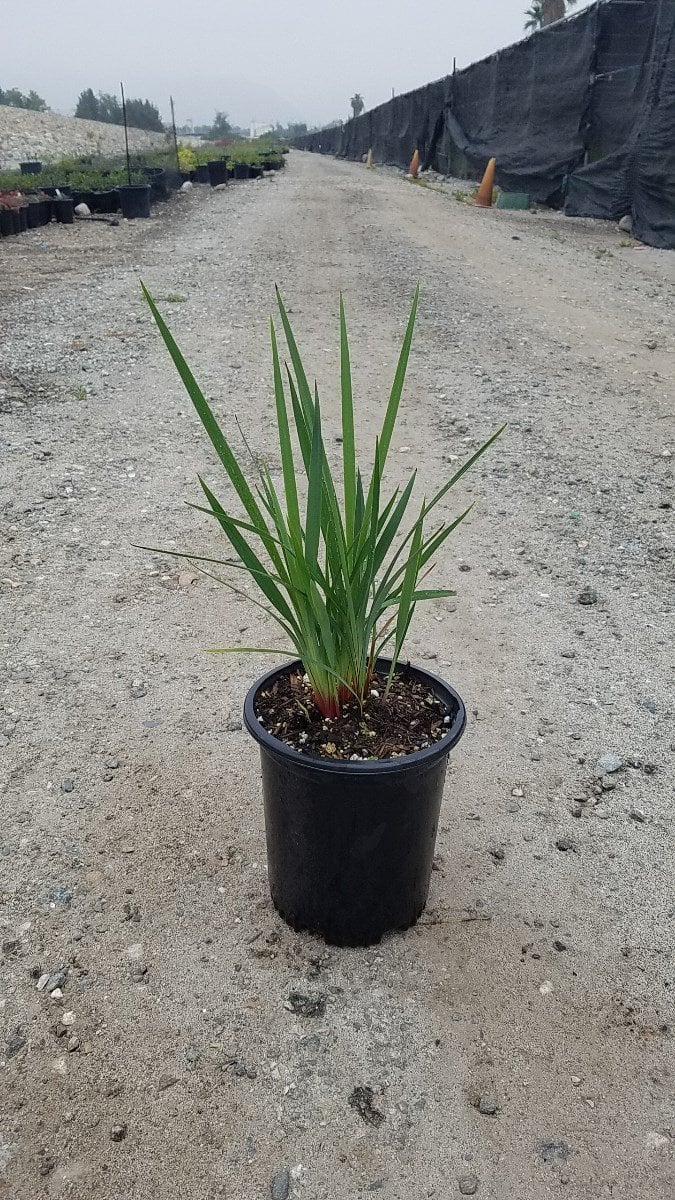 Photo for Dianella revoluta 'Little Rev' (Little Rev Flax Lily)