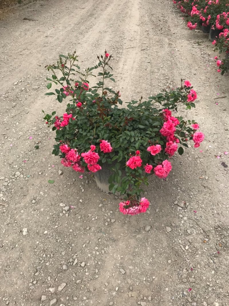 Photo for Rosa 'Korpancom' (Electric Blanket Rose)