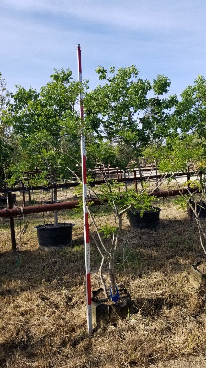 Photo for Sophora affinis (Eve's necklace,Texas sophora)