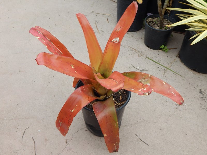 Photo for Aechmea blanchetiana 'Wally Berg' (Wally Berg Bromeliad)