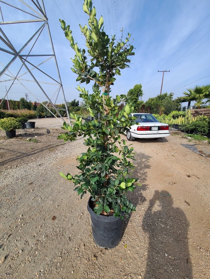 Photo for Ligustrum japonicum (Column) (Waxleaf Privet, Japanese Privet)