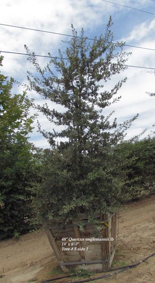 Photo for Quercus engelmannii (Mesa Oak, Engelmann Oak)