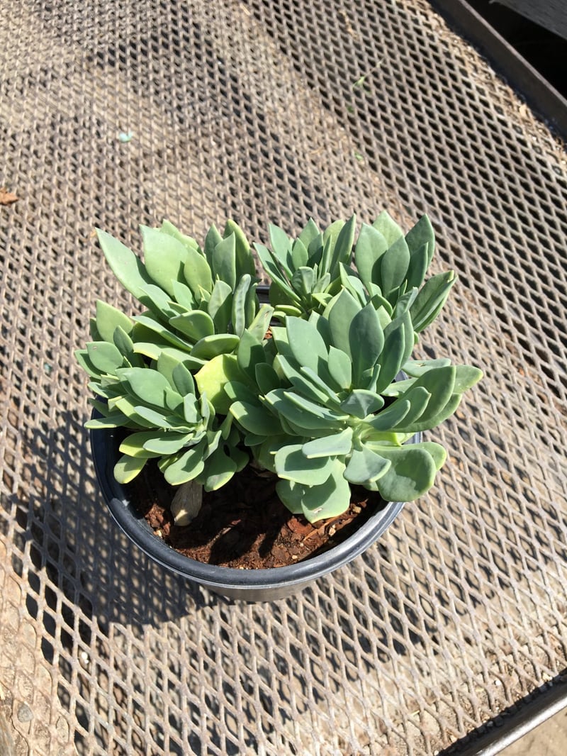 Photo for Calandrinia spectabilis (Rock Purslane)