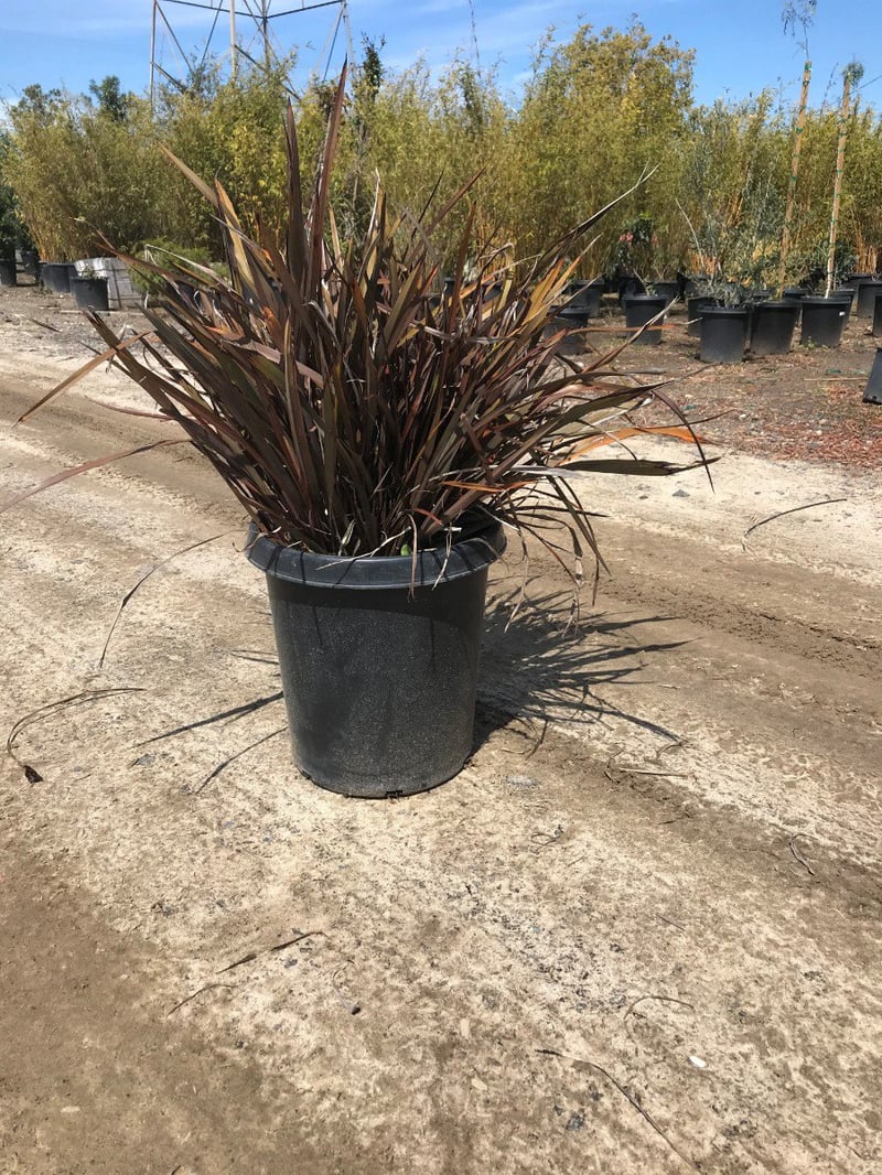 Photo for Phormium tenax ‘Bronze’ (Bronze New Zealand Flax)