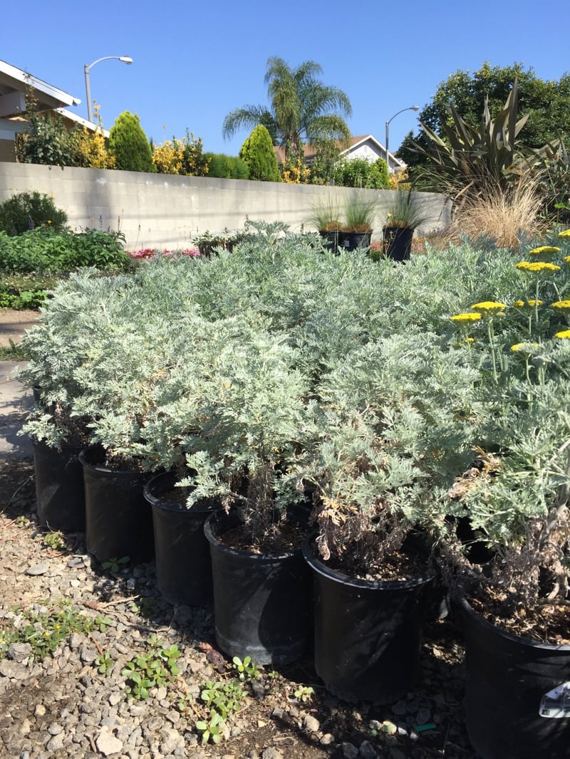 Photo for Artemisia 'Powis Castle' (Powis Castle Wormwood)