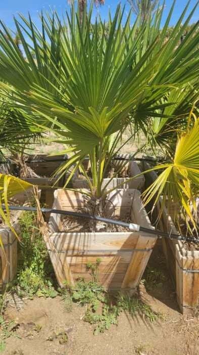 Photo for Brahea edulis (Guadalupe Palm)
