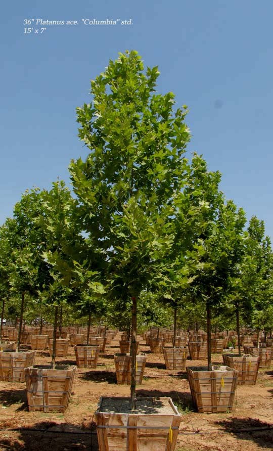 Photo for Platanus acerifolia 'Columbia' (Standard) (Columbia London Plane Tree)