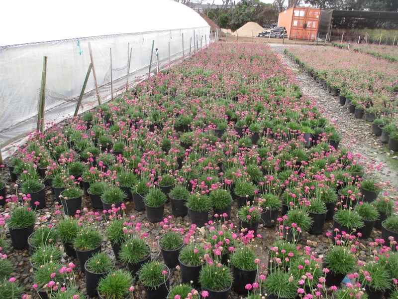 Photo for Armeria maritima (Sea Thrift)