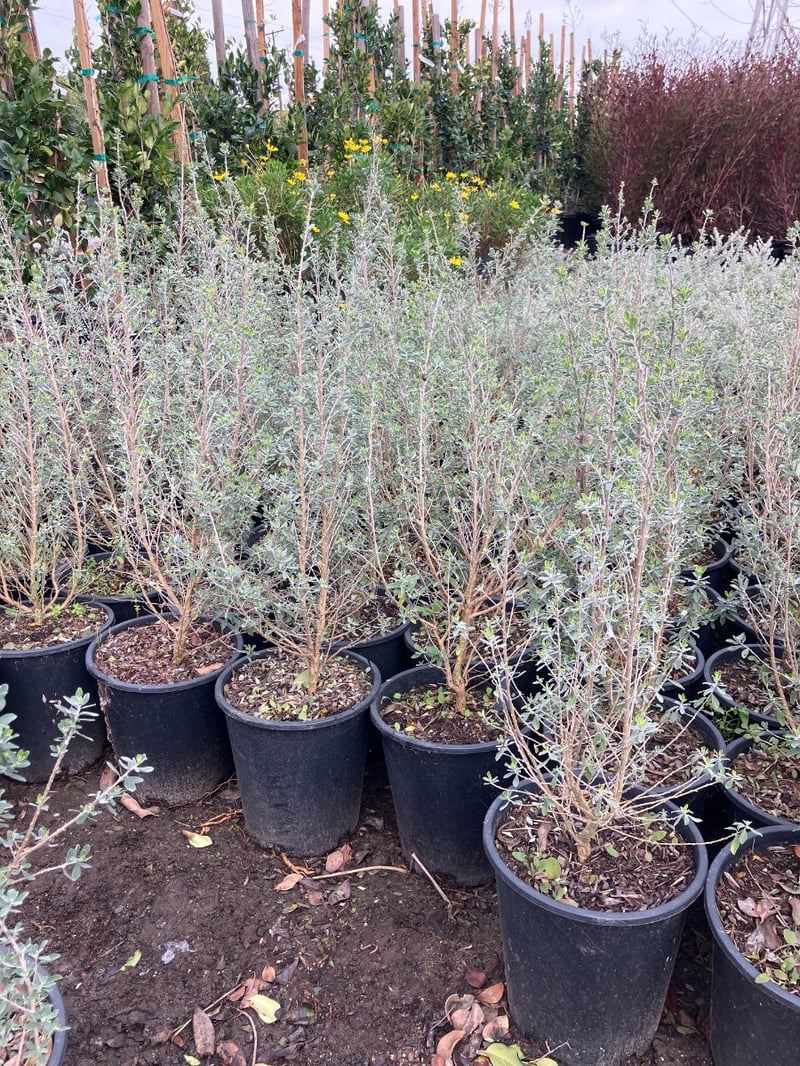 Photo for Leucophyllum candidum 'Thundercloud' (Thundercloud Texas Ranger)