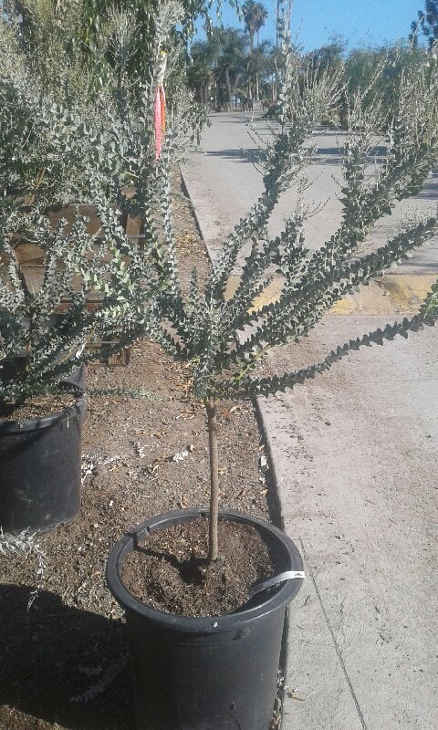 Photo for Acacia cultriformis (Standard) (Knifeleaf Wattle)