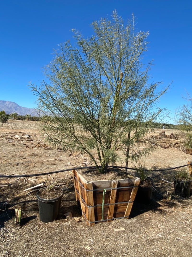 Photo for Cercidium 'Desert Museum' (Multi) (Desert Museum Palo Verde)