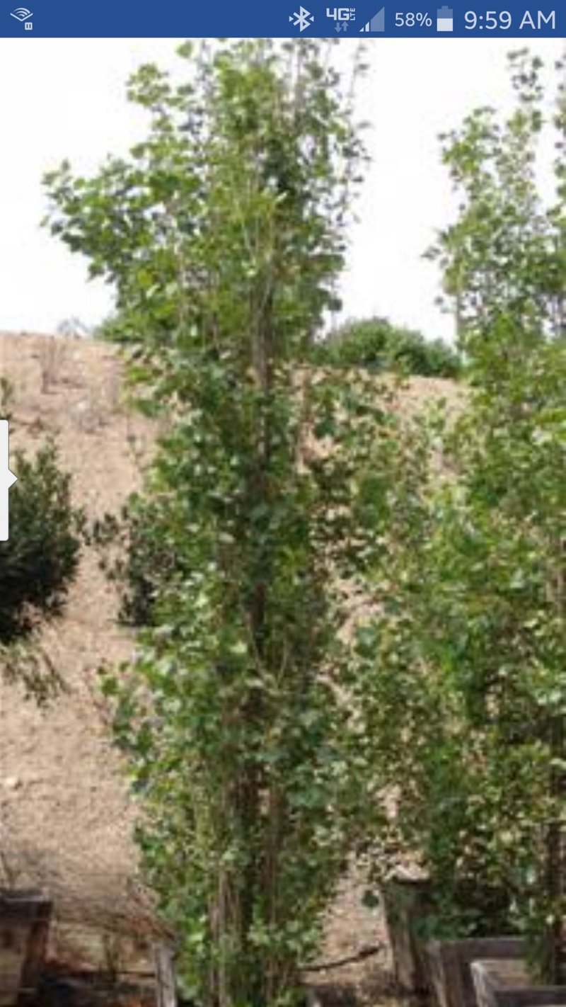 Photo for Populus nigra (Lombardy Poplar)