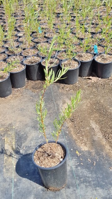 Photo for Salix exigua (Narrowleaf Willow)
