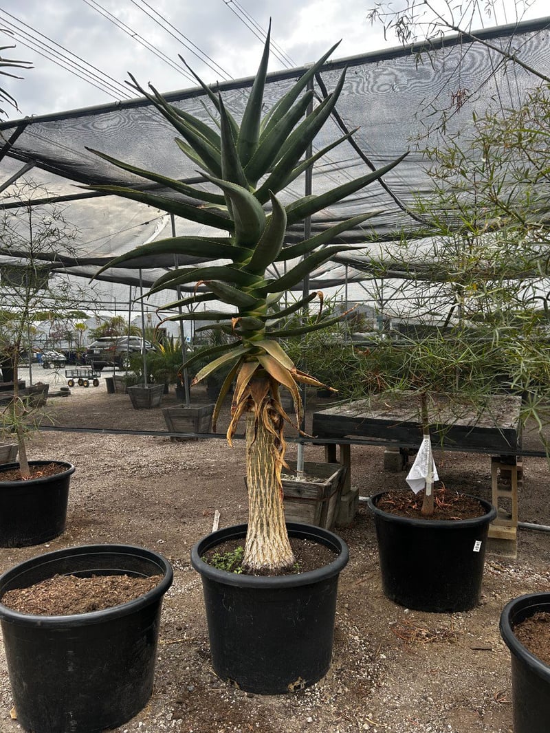 Photo for Aloe 'Hercules' (Standard) (Hercules Aloe)