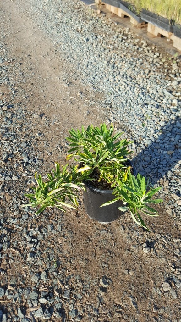 Photo for Salvia 'Daras Choice' (Daras Choice Salvia)